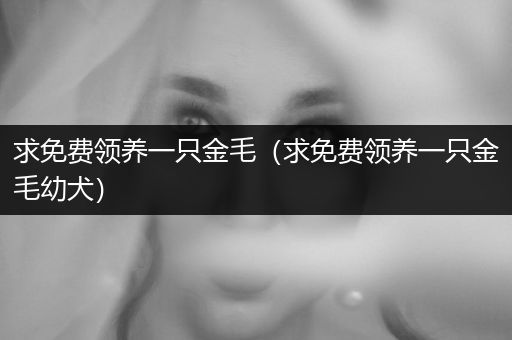 求免費(fèi)領(lǐng)養(yǎng)一只金毛（求免費(fèi)領(lǐng)養(yǎng)一只金毛幼犬）