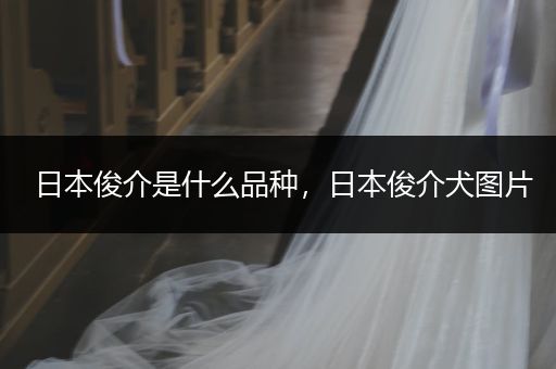 日本俊介是什么品種，日本俊介犬圖片