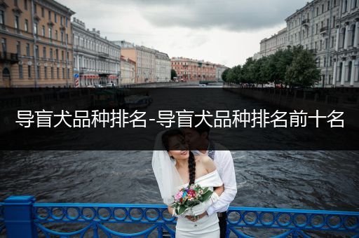 導(dǎo)盲犬品種排名-導(dǎo)盲犬品種排名前十名