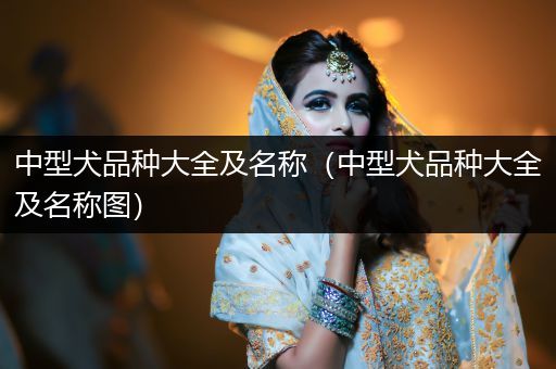 中型犬品種大全及名稱（中型犬品種大全及名稱圖）