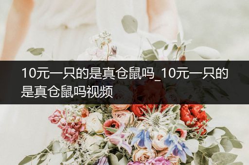 10元一只的是真?zhèn)}鼠嗎_10元一只的是真?zhèn)}鼠嗎視頻