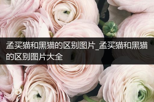 孟買貓和黑貓的區(qū)別圖片_孟買貓和黑貓的區(qū)別圖片大全