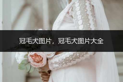 冠毛犬圖片，冠毛犬圖片大全