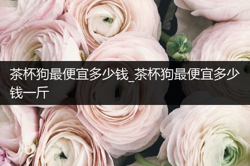 茶杯狗最便宜多少錢_茶杯狗最便宜多少錢一斤