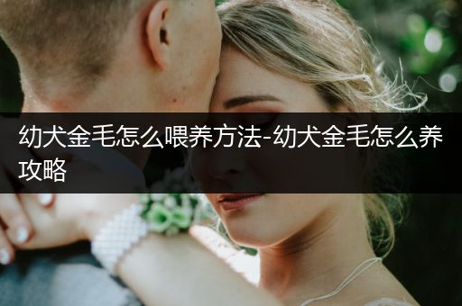 幼犬金毛怎么喂養(yǎng)方法-幼犬金毛怎么養(yǎng)攻略