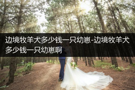 邊境牧羊犬多少錢(qián)一只幼崽-邊境牧羊犬多少錢(qián)一只幼崽啊