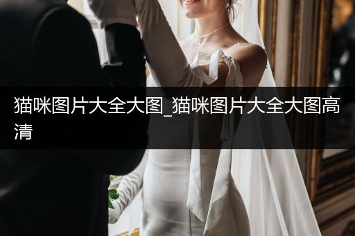 貓咪圖片大全大圖_貓咪圖片大全大圖高清