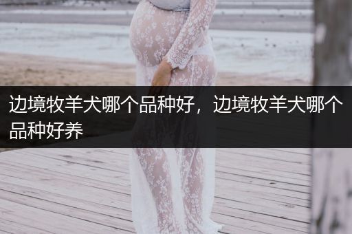 邊境牧羊犬哪個(gè)品種好，邊境牧羊犬哪個(gè)品種好養(yǎng)