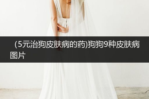 （5元治狗皮膚病的藥)狗狗9種皮膚病圖片