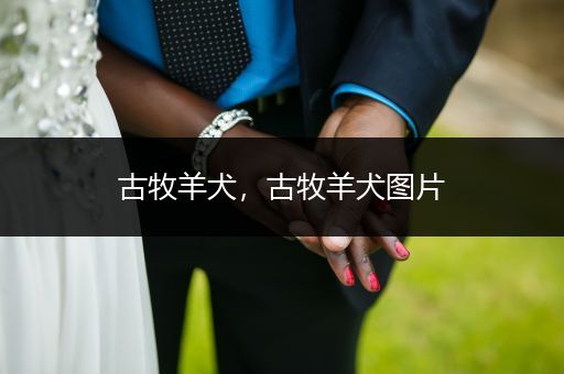 古牧羊犬，古牧羊犬圖片