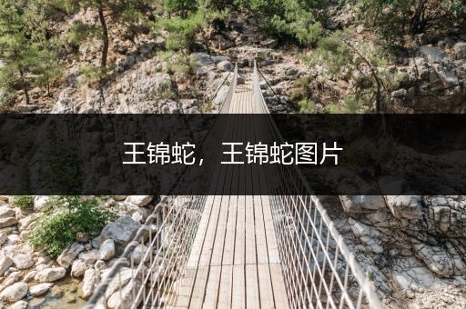 王錦蛇，王錦蛇圖片