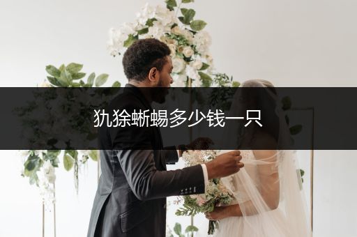 犰狳蜥蜴多少錢一只