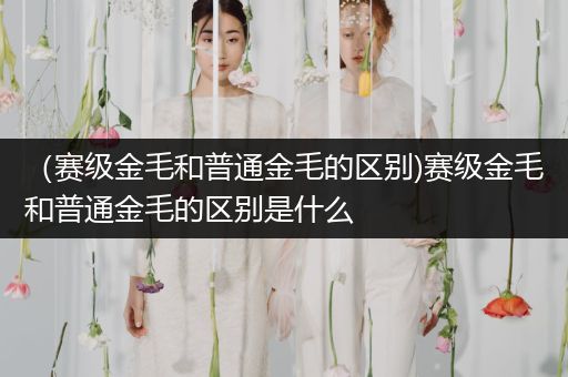 （賽級金毛和普通金毛的區(qū)別)賽級金毛和普通金毛的區(qū)別是什么