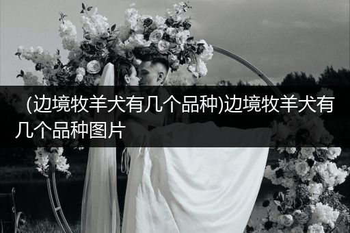 (邊境牧羊犬有幾個(gè)品種)邊境牧羊犬有幾個(gè)品種圖片