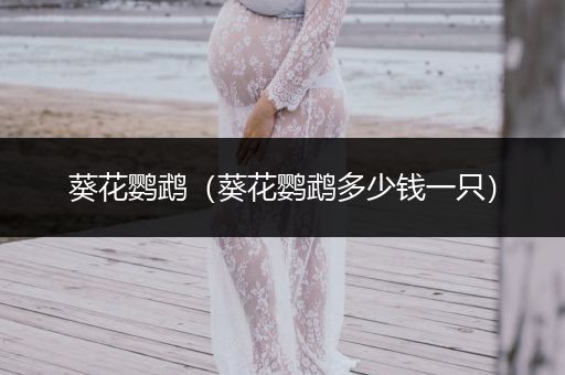 葵花鸚鵡（葵花鸚鵡多少錢一只）