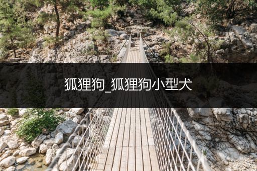 狐貍狗_狐貍狗小型犬