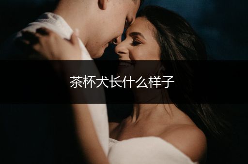 茶杯犬長什么樣子 