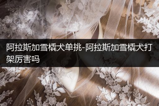 阿拉斯加雪橇犬單挑-阿拉斯加雪橇犬打架厲害嗎