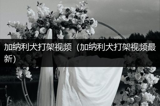 加納利犬打架視頻（加納利犬打架視頻最新）