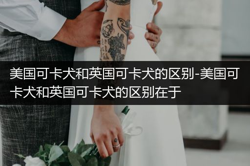 美國可卡犬和英國可卡犬的區(qū)別-美國可卡犬和英國可卡犬的區(qū)別在于