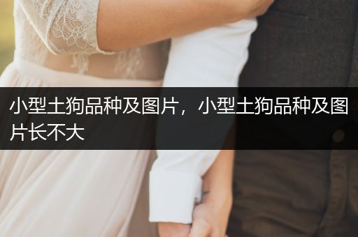 小型土狗品種及圖片，小型土狗品種及圖片長(zhǎng)不大