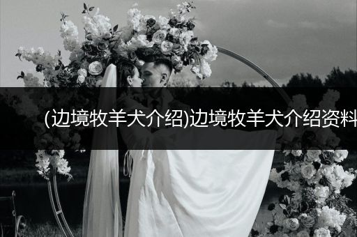 (邊境牧羊犬介紹)邊境牧羊犬介紹資料