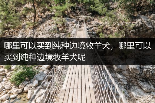 哪里可以買到純種邊境牧羊犬，哪里可以買到純種邊境牧羊犬呢