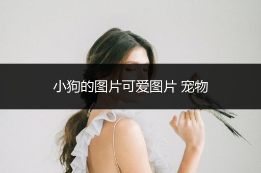 小狗的圖片可愛圖片 寵物