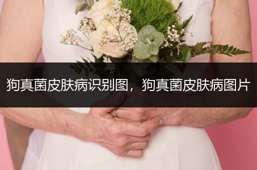狗真菌皮膚病識(shí)別圖，狗真菌皮膚病圖片