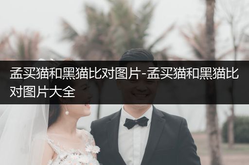 孟買貓和黑貓比對圖片-孟買貓和黑貓比對圖片大全