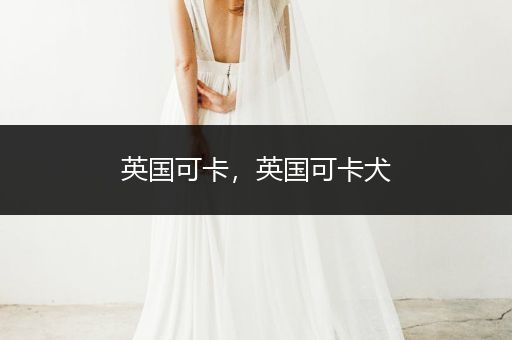 英國可卡，英國可卡犬