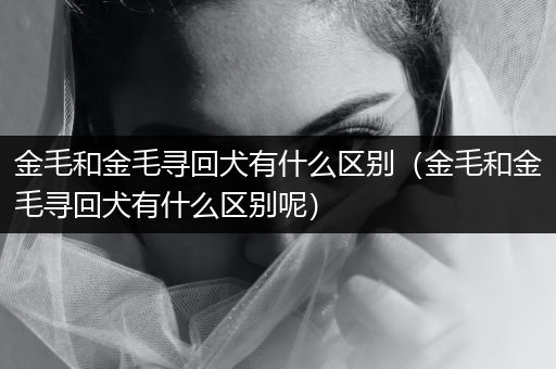 金毛和金毛尋回犬有什么區(qū)別（金毛和金毛尋回犬有什么區(qū)別呢）