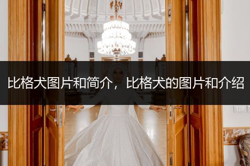 比格犬圖片和簡(jiǎn)介，比格犬的圖片和介紹