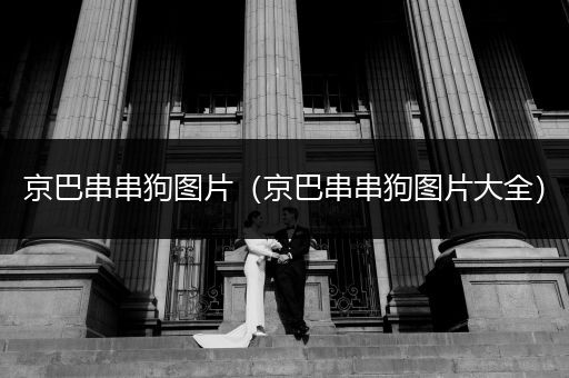 京巴串串狗圖片(京巴串串狗圖片大全)