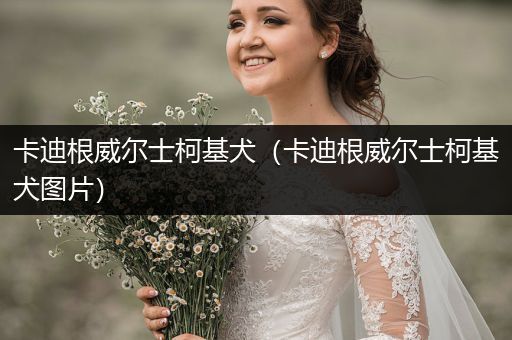 卡迪根威爾士柯基犬（卡迪根威爾士柯基犬圖片）