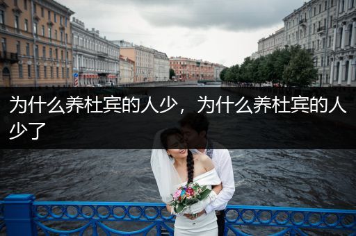 為什么養(yǎng)杜賓的人少，為什么養(yǎng)杜賓的人少了