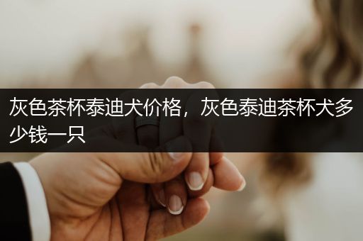 灰色茶杯泰迪犬價(jià)格，灰色泰迪茶杯犬多少錢一只