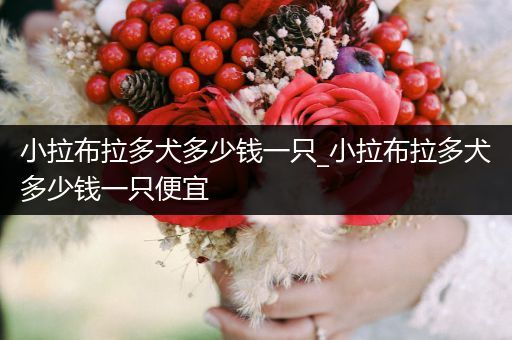 小拉布拉多犬多少錢一只_小拉布拉多犬多少錢一只便宜