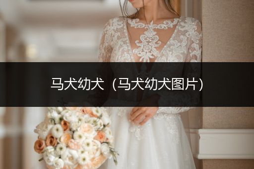 馬犬幼犬（馬犬幼犬圖片）