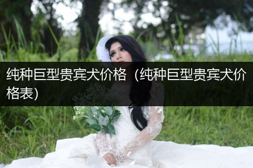 純種巨型貴賓犬價(jià)格(純種巨型貴賓犬價(jià)格表)