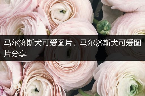 馬爾濟斯犬可愛圖片，馬爾濟斯犬可愛圖片分享