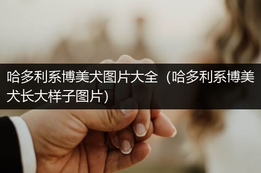 哈多利系博美犬圖片大全（哈多利系博美犬長(zhǎng)大樣子圖片）