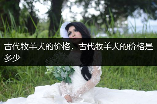 古代牧羊犬的價(jià)格，古代牧羊犬的價(jià)格是多少