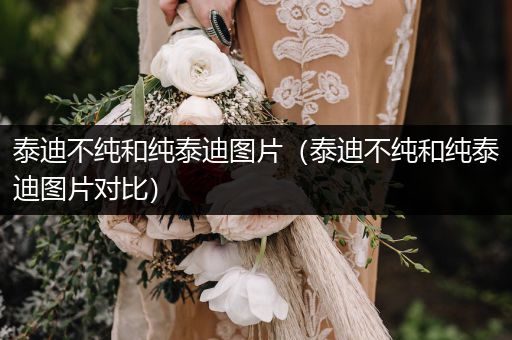 泰迪不純和純泰迪圖片（泰迪不純和純泰迪圖片對(duì)比）