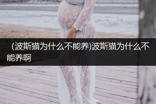 （波斯貓為什么不能養(yǎng))波斯貓為什么不能養(yǎng)啊