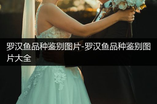 羅漢魚品種鑒別圖片-羅漢魚品種鑒別圖片大全