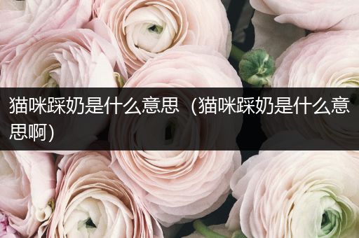 貓咪踩奶是什么意思(貓咪踩奶是什么意思啊)