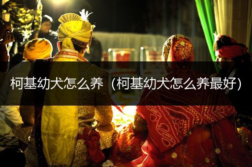 柯基幼犬怎么養(yǎng)(柯基幼犬怎么養(yǎng)最好)