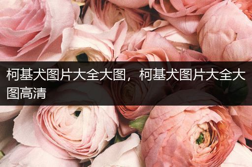 柯基犬圖片大全大圖，柯基犬圖片大全大圖高清