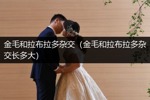 金毛和拉布拉多雜交（金毛和拉布拉多雜交長(zhǎng)多大）